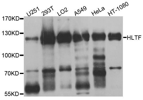 Western blot - HLTF Polyclonal Antibody (144-08353)