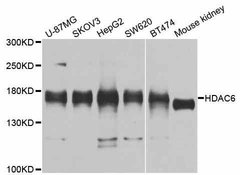 Western blot - HDAC6 Polyclonal Antibody (144-11259)
