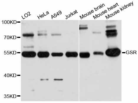Western blot - GSR Polyclonal Antibody (144-012070)