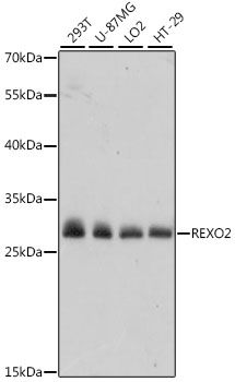 Western blot - REXO2 antibody (144-015808)
