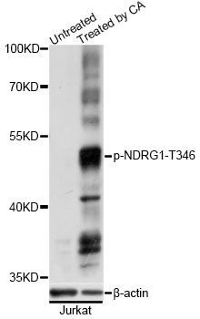 Western blot - Phospho-NDRG1-T346 antibody (144-61522)