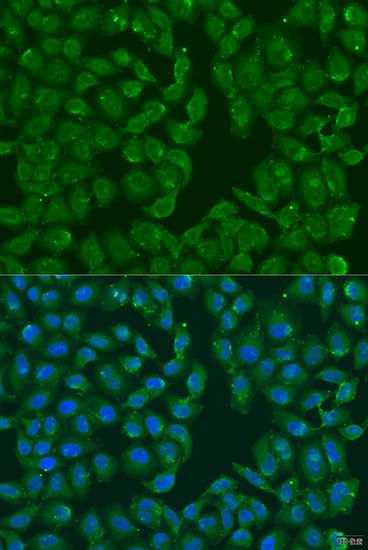 Immunofluorescence - MSRB3 antibody (144-08005)