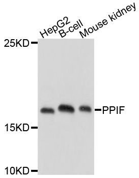Western blot - PPIF antibody (144-03208)