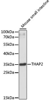 Western blot - THAP2 antibody (144-03518)
