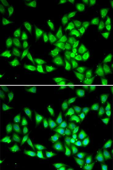 Immunofluorescence - PCMT1 antibody (144-06684)