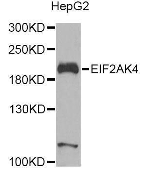 Western blot - EIF2AK4 Antibody (144-12618)