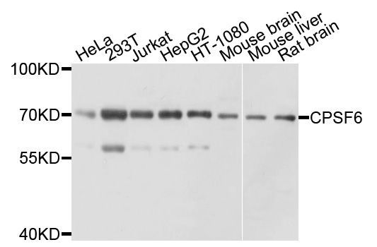 Western blot - CPSF6 antibody (144-05963)