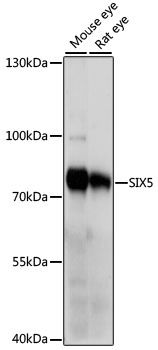 Western blot - SIX5 antibody (144-015960)