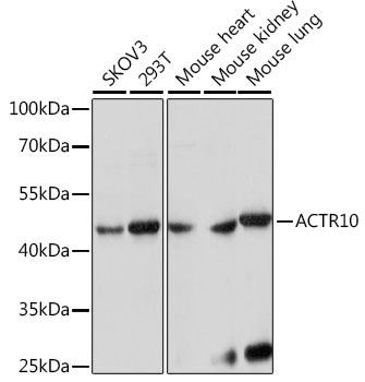 Western blot - ACTR10 antibody (144-61252)