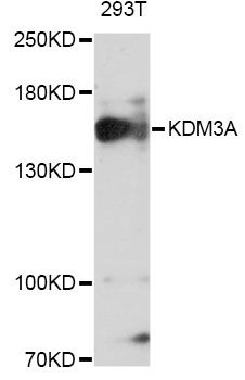 Western blot - KDM3A Antibody (144-011960)