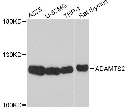 Western blot - ADAMTS2 Polyclonal Antibody (144-10272)
