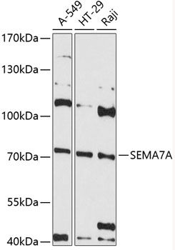 Western blot