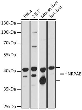 Western blot