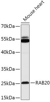 Western blot