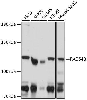 Western blot