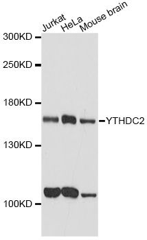 Western blot - YTHDC2 antibody (144-60880)