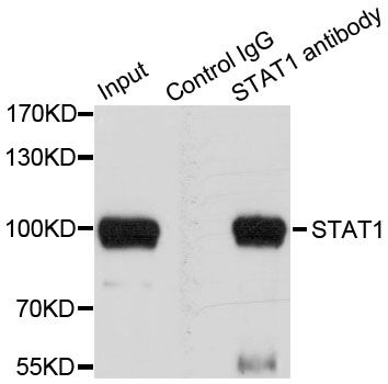 Immunoprecipitation - STAT1 Polyclonal Antibody (144-012075)