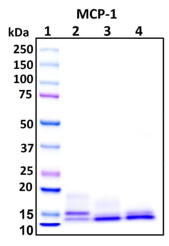 SDS-PAGE Image