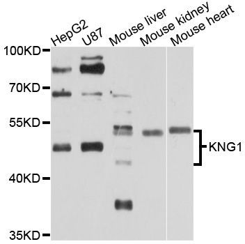 Western blot - KNG1 Polyclonal Antibody (144-01670)
