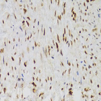 Immunohistochemistry - NASP Antibody (144-06938)