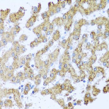 Immunohistochemistry - MOK antibody (144-01786)