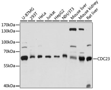 Western blot - CDC23 antibody (144-60921)