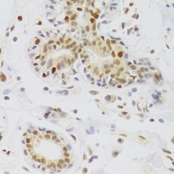 Immunohistochemistry - NASP Antibody (144-06938)
