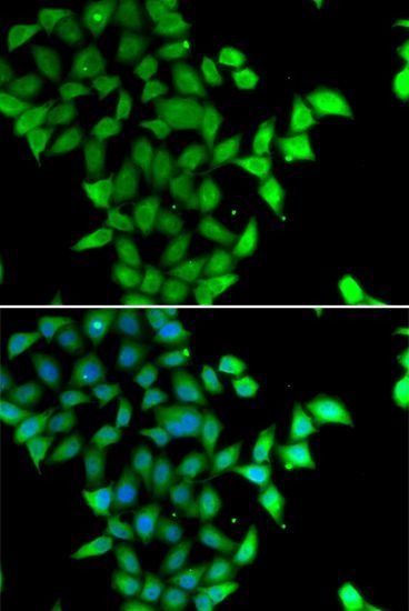 Immunofluorescence - STAM2 antibody (144-07058)