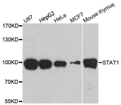 Western blot - STAT1 Polyclonal Antibody (144-012075)