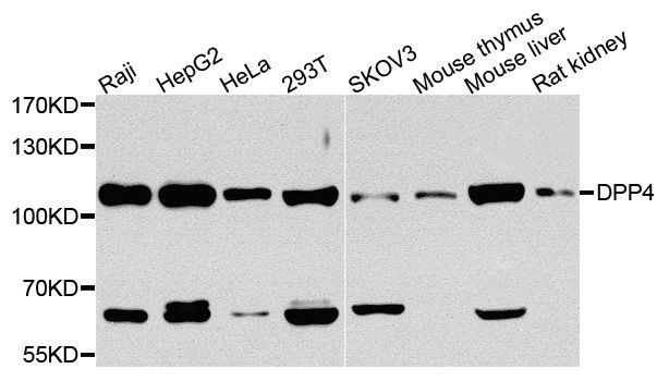 Western blot - DPP4 antibody (144-01455)