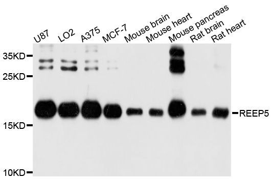 Western blot - REEP5 Polyclonal Antibody (144-10392)