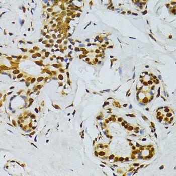 Immunohistochemistry - ALYREF antibody (144-06010)