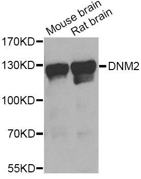 Western blot - DNM2 Antibody (144-07890)