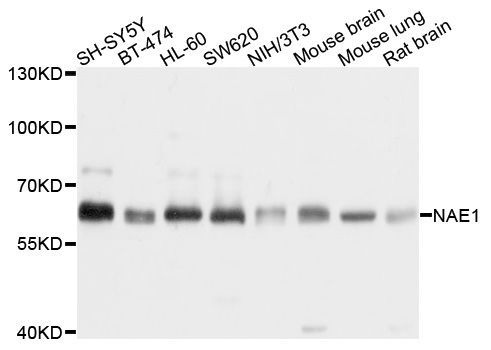 Western blot - NAE1 antibody (144-04254)