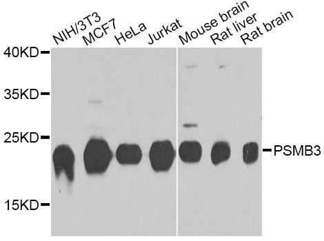 Western blot - PSMB3 antibody (144-09947)