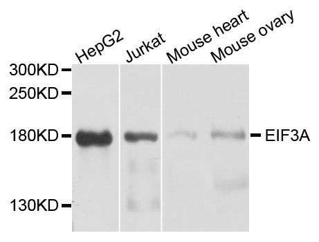 Western blot - EIF3A Polyclonal Antibody (144-00573)