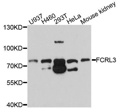 Western blot - FCRL3 Polyclonal Antibody (144-10452)