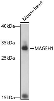 Western blot