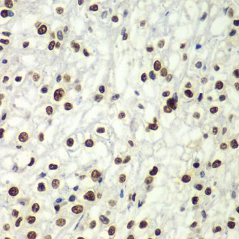 Immunohistochemistry - SF3B2 Polyclonal Antibody (144-05875)