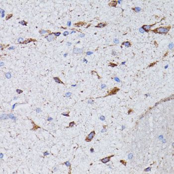Immunohistochemistry - AVP antibody (144-61317)