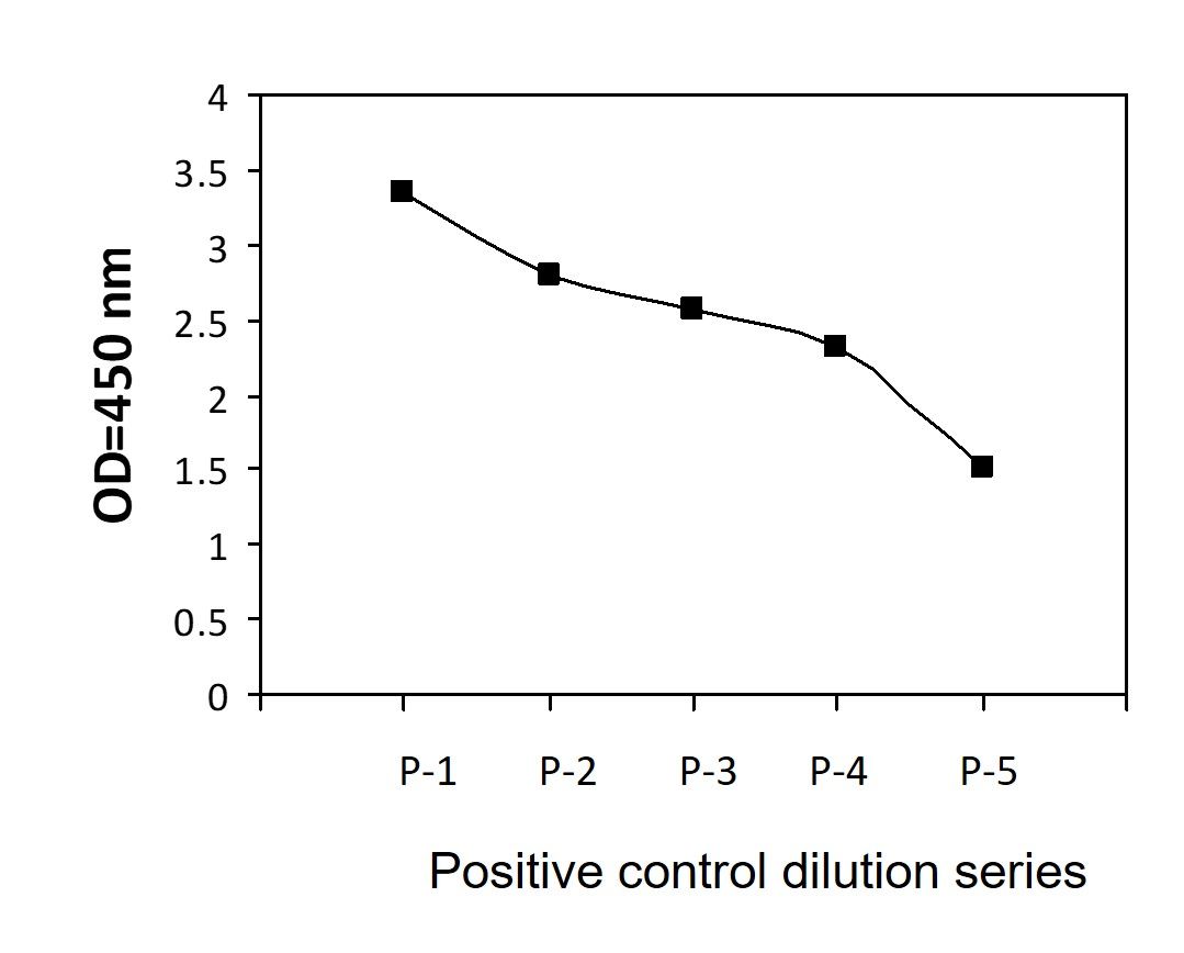 ErbB2-Y1112 Positive Control