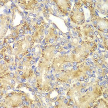 Immunohistochemistry - PPP2R2A antibody (144-02185)