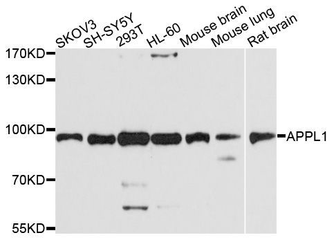 Western blot - APPL1 antibody (144-04606)