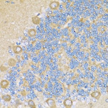 Immunohistochemistry - COX6A1 antibody (144-03798)
