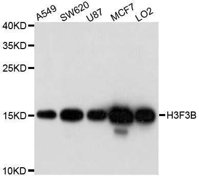Western blot - H3F3B Polyclonal Antibody (144-600520)