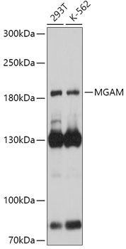 Western blot