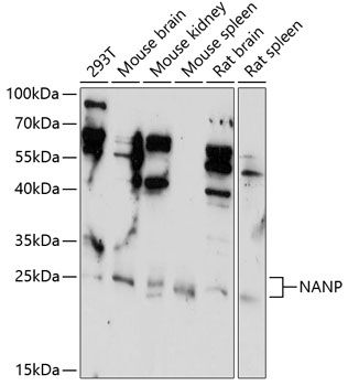 Western blot
