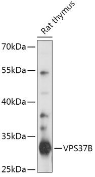 Western blot