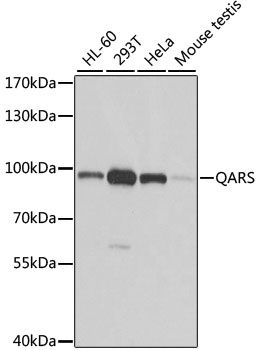 Western blot - QARS antibody (144-06960)