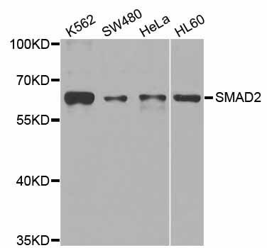 Western blot - [KO Validated] SMAD2 Polyclonal Antibody (144-07699)